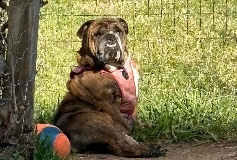 Rescue of the Week: Winni, a five-year-old brindle bulldog